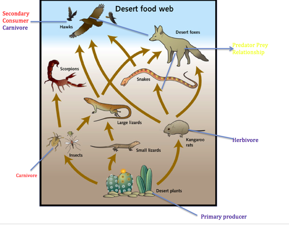 Food Chain and Food Web - Desert Biome
